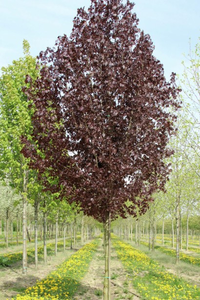 Клен гостролистий Крімсон Кінг дерево з колоновидною кроною